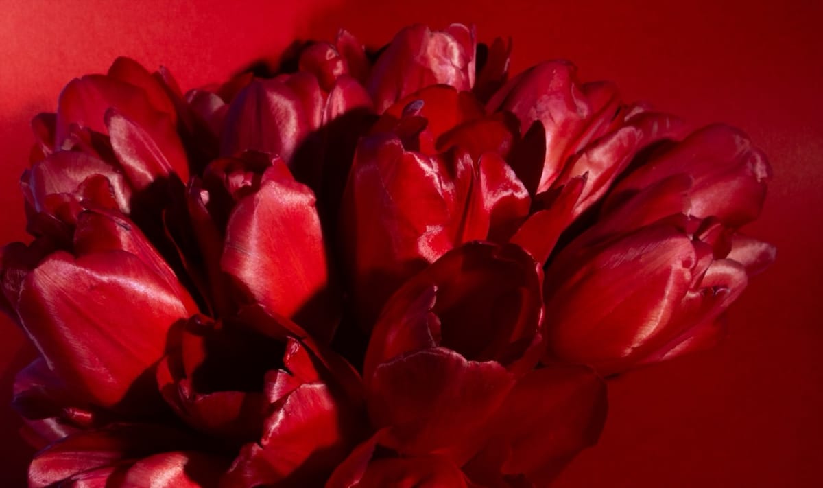 Tulips: the first 3000ish years